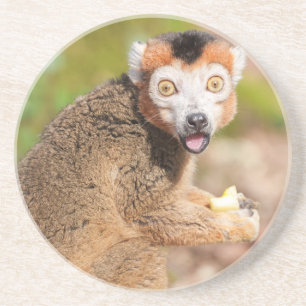 Dessous De Verre En Grès La surprise de Lemur couronné : une expression can