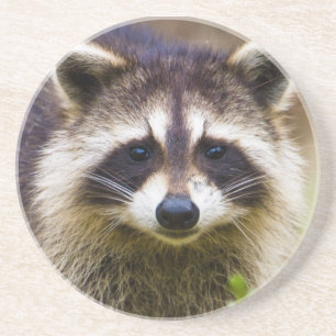 Dessous De Verre En Grès Le raton laveur, Procyon lotor
