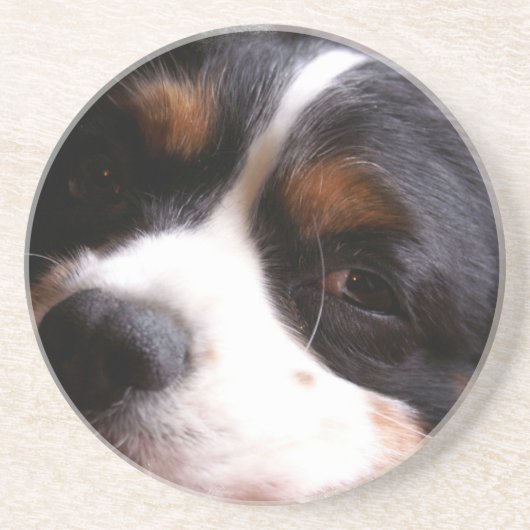 Dessous De Verre En Grès Le Roi Charles Cavalier Spaniel Coasters (Devant)