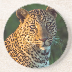 Dessous De Verre En Grès Léopard mâle (Panthera Pardus) Jeune adulte