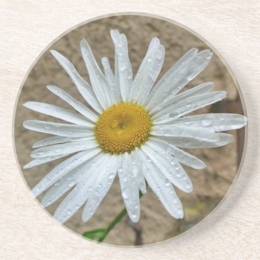 Dessous De Verre En Grès Leucanthemum (Devant)