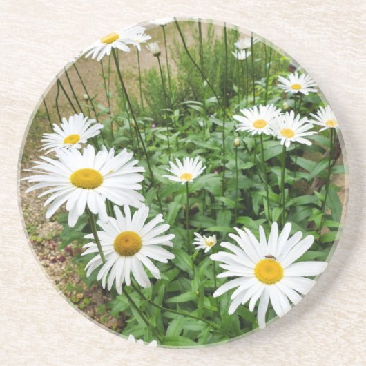Dessous De Verre En Grès Leucanthemum Blooms (Devant)