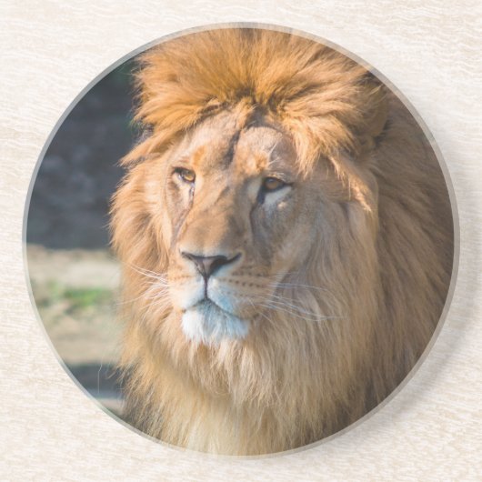 Dessous De Verre En Grès Lion 013 (Devant)