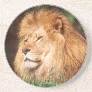 Dessous De Verre En Grès Lion adulte mâle
