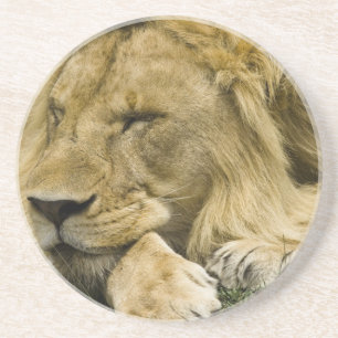 Dessous De Verre En Grès Lion d'Afrique, Panthera leo, couché endormi