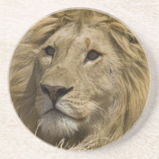 Dessous De Verre En Grès Lion d'Afrique, Panthera leo, Portrait d'un (Devant)