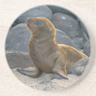 Dessous De Verre En Grès Lion de mer des Galapagos
