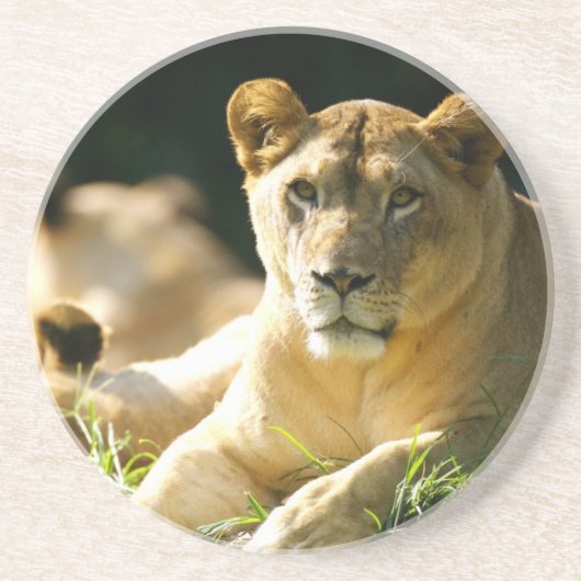 Dessous De Verre En Grès Lions (Devant)