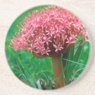 Dessous De Verre En Grès Lisianthus d'Afrique (Agapanthus Praecox), Mala Ma
