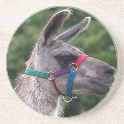 Dessous De Verre En Grès Llama supériorité (Devant)