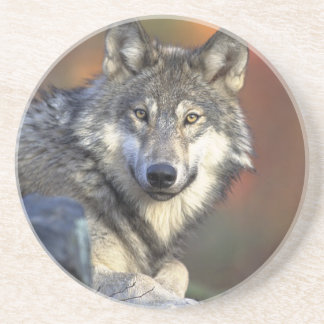 Dessous De Verre En Grès Lobo gris