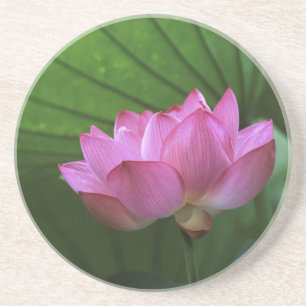 Dessous De Verre En Grès Lotus Ohga, jardin Sankei-en, Yokohama, Japon