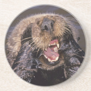 Dessous De Verre En Grès Loutres de mer, Enhydra lutris 6