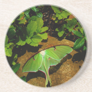 Dessous De Verre En Grès Luna verte géante