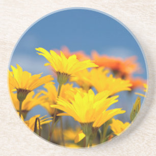 Dessous De Verre En Grès Marguerites Orange Et Jaune De Namaqualand