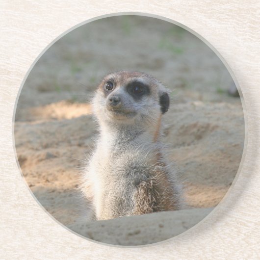 Dessous De Verre En Grès Meerkat 004 (Devant)