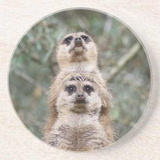 Dessous De Verre En Grès Meerkat 081 (Devant)