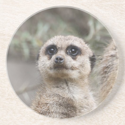 Dessous De Verre En Grès Meerkat 082 (Devant)