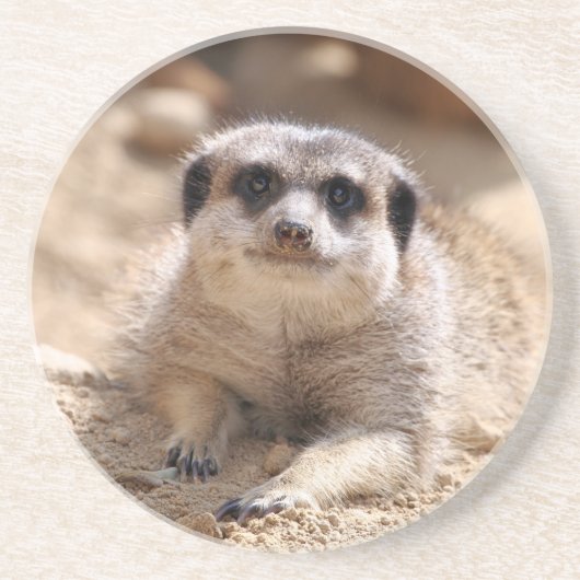 Dessous De Verre En Grès Meerkat 174 (Devant)