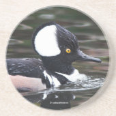 Dessous De Verre En Grès Merganser Merganser Baigné Par (Devant)