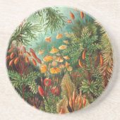 Dessous De Verre En Grès Moss (Muscinae) par Haeckel (Devant)