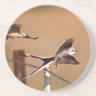 Dessous De Verre En Grès Moucherolle à ciseaux (Tyrannus Forficatus)