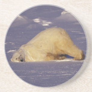 Dessous De Verre En Grès NA, Canada, Manitoba, Churchill, Ours polaire