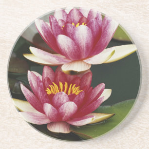 Dessous De Verre En Grès Nymphéas hybrides