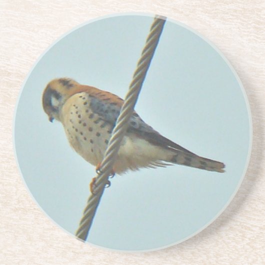 Dessous De Verre En Grès Objets de Kestrel Américain (Falco sparverius) (Devant)