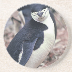 Dessous De Verre En Grès Oiseau de pingouin mignon animal noir eau blanche