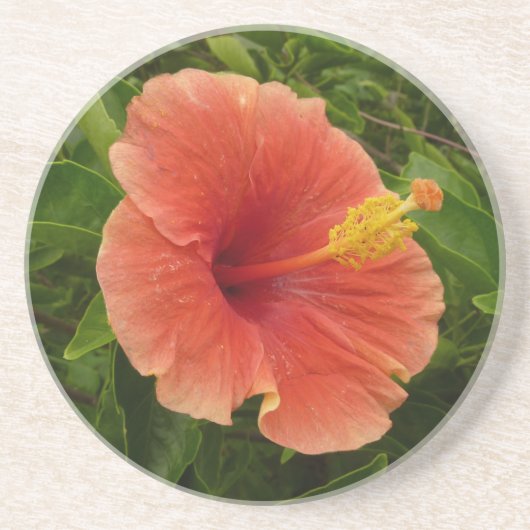 Dessous De Verre En Grès Orange Hibiscus Fleur Tropical Floral (Devant)