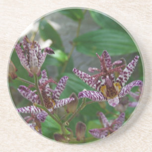 Dessous De Verre En Grès Orchidée blanche rayée violette rose comme lys de 