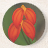 Dessous De Verre En Grès Orchidée d'ignea de Masdevallia (Devant)