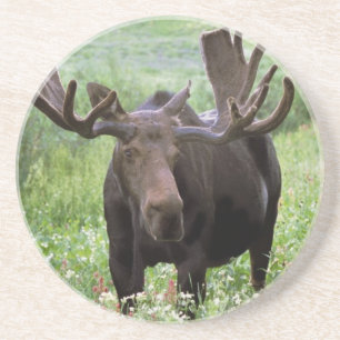 Dessous De Verre En Grès Orignal mâle (Alces alces) dans les fleurs sauvage