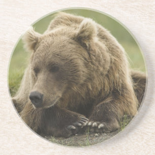Dessous De Verre En Grès Ours brun, ou Grizzly côtier, Ursus