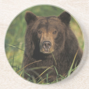 Dessous De Verre En Grès ours brun, Ursus arctos, grizzly, Ursus 9