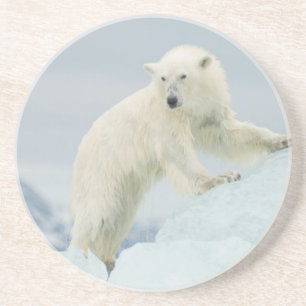 Dessous De Verre En Grès Ours polaire en été