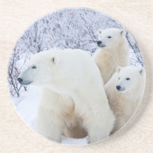 Dessous De Verre En Grès Ours polaires et deux oursons