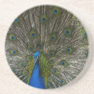 Dessous De Verre En Grès Paon de Kauai