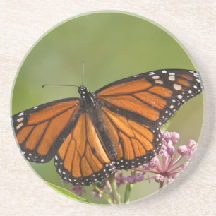 Dessous De Verre En Grès Papillon monarque mâle sur asclépiade incarnate