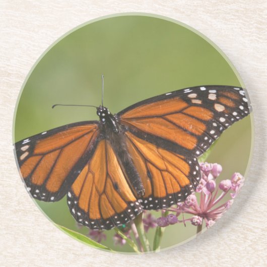 Dessous De Verre En Grès Papillon monarque mâle sur asclépiade incarnate (Devant)