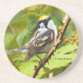 Dessous De Verre En Grès Paruline à ailes châtaignes sur une branche (Devant)