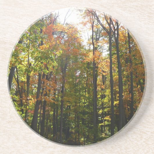 Dessous De Verre En Grès Paysage d'automne de forêt ensoleillée (Devant)