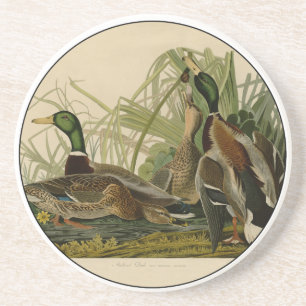 Dessous De Verre En Grès Peinture d'oiseaux de Mallard Duck Audubon