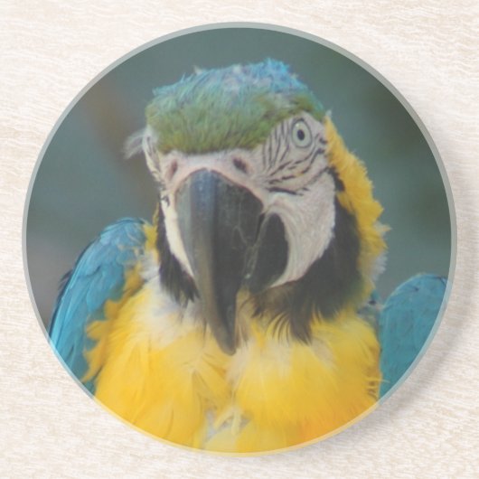 Dessous De Verre En Grès perroquet (Devant)