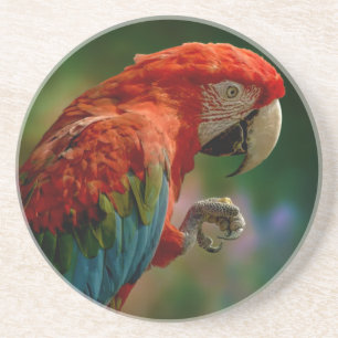 Dessous De Verre En Grès Perroquet coloré