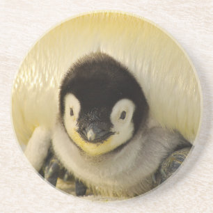 Dessous De Verre En Grès Petit pingouin