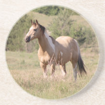Photo de cheval tobiano buckskin posant dans un pâ