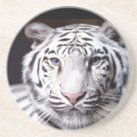 Photographie blanche de tigre de Bengale