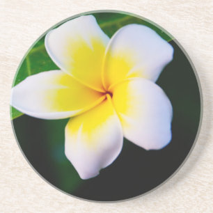 Dessous De Verre En Grès Photographie de fleurs de plumeria